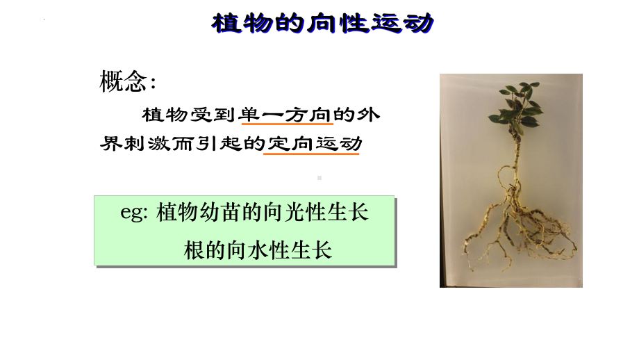 5.1植物生长素 ppt课件(同名1)-2023新人教版(2019）《高中生物》选择性必修第一册.pptx_第3页