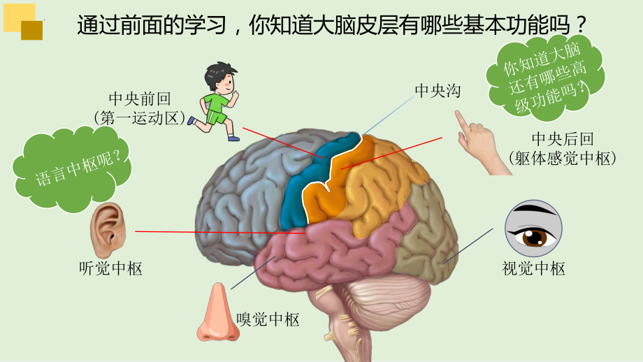 2.5人脑的高级功能ppt课件 (同名2)-2023新人教版(2019）《高中生物》选择性必修第一册.pptx_第1页