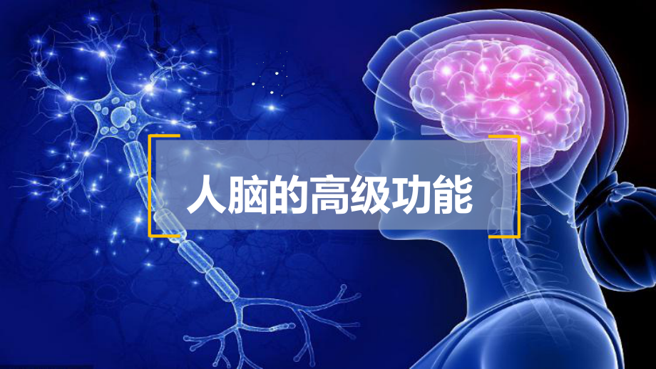 2.5人脑的高级功能ppt课件 (同名2)-2023新人教版(2019）《高中生物》选择性必修第一册.pptx_第2页