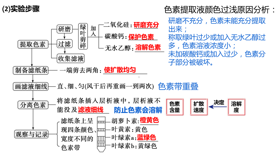 一轮复习ppt课件： 第13讲 光合作用与能量转换-1-2023新人教版(2019）《高中生物》必修第一册.pptx_第3页