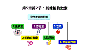 5.2 其他植物激素ppt课件 -2023新人教版(2019）《高中生物》选择性必修第一册.pptx