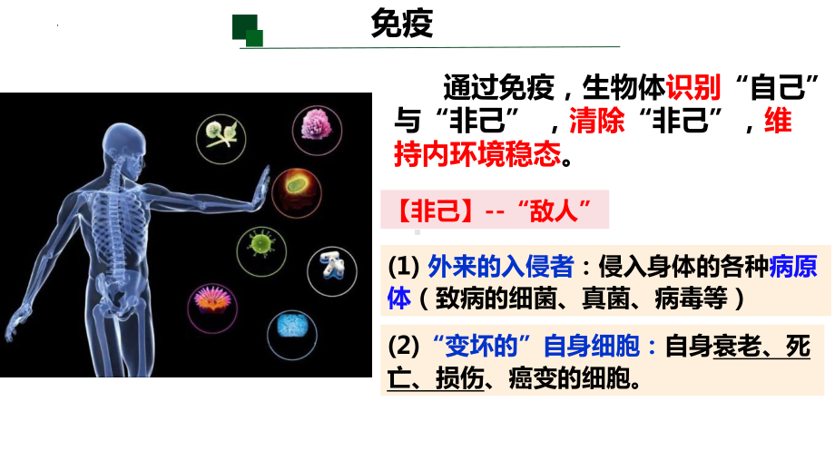 4.1免疫系统的组成和功能ppt课件(同名0001）-2023新人教版(2019）《高中生物》选择性必修第一册.pptx_第1页