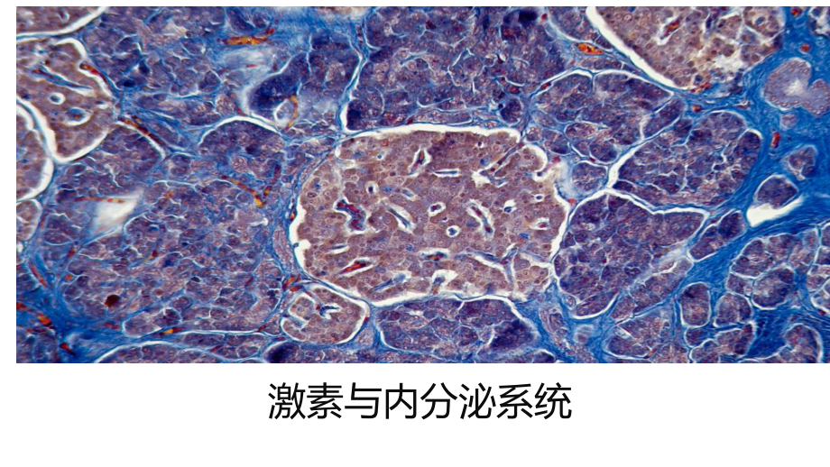 一轮复习ppt课件：体液调节-2023新人教版(2019）《高中生物》选择性必修第一册.pptx_第1页