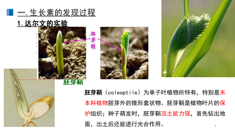 5.1植物生长素ppt课件2-2023新人教版(2019）《高中生物》选择性必修第一册.pptx_第3页