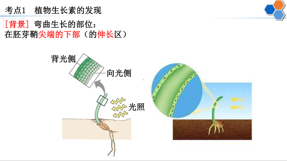 一轮复习ppt课件：35 生长素的发现和生理作用-2023新人教版(2019）《高中生物》选择性必修第一册.pptx_第2页