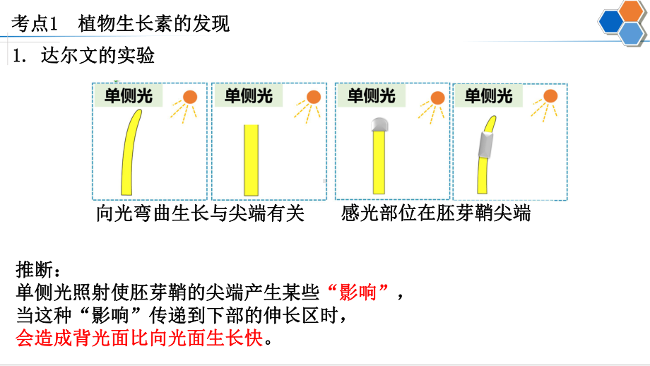 一轮复习ppt课件：35 生长素的发现和生理作用-2023新人教版(2019）《高中生物》选择性必修第一册.pptx_第3页