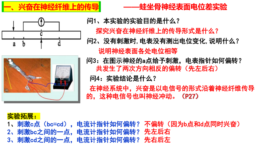 一轮复习ppt课件：神经冲动的产生和传导-2023新人教版(2019）《高中生物》选择性必修第一册.pptx_第3页