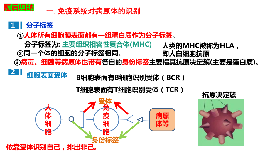 一轮复习：体液免疫与细胞免疫ppt课件(同名1)-2023新人教版(2019）《高中生物》选择性必修第一册.pptx_第3页