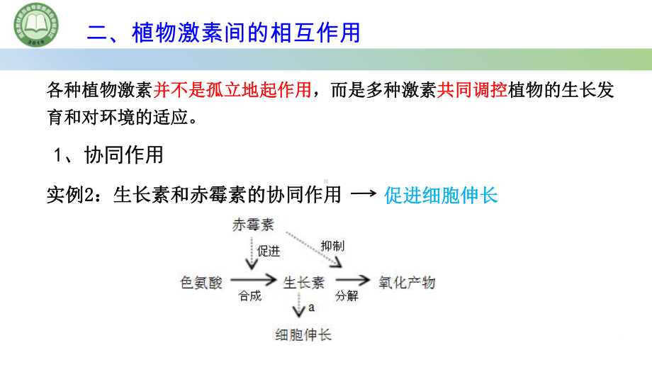 5.2其他植物激素第2课时 植物激素间的相互作用ppt课件-2023新人教版(2019）《高中生物》选择性必修第一册.pptx_第3页