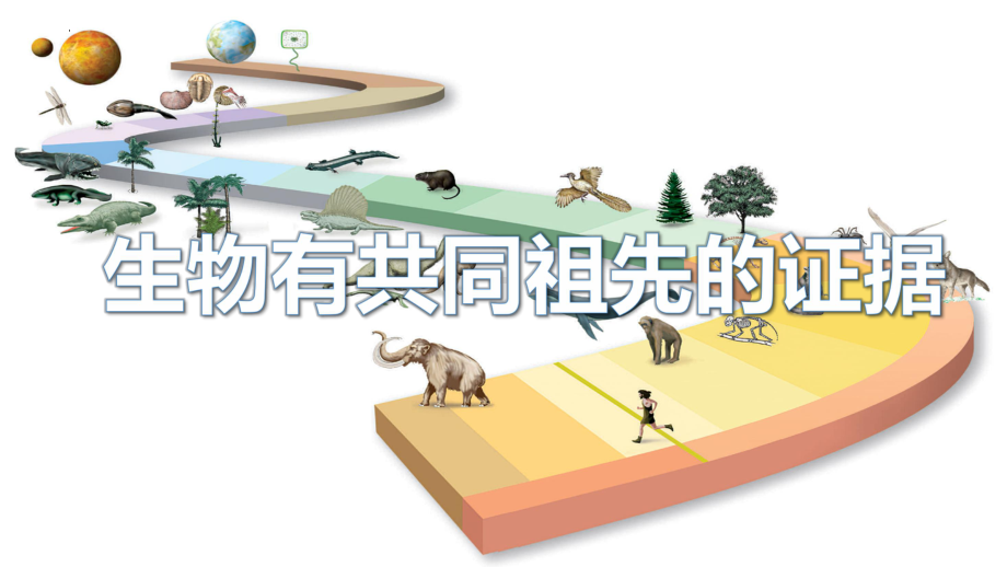 2.6.1生物有共同祖先的证据ppt课件-2023新人教版(2019）《高中生物》必修第二册.pptx_第2页