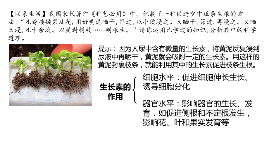 一轮复习：植物生命活动的调节ppt课件-2023新人教版(2019）《高中生物》选择性必修第一册.pptx_第2页