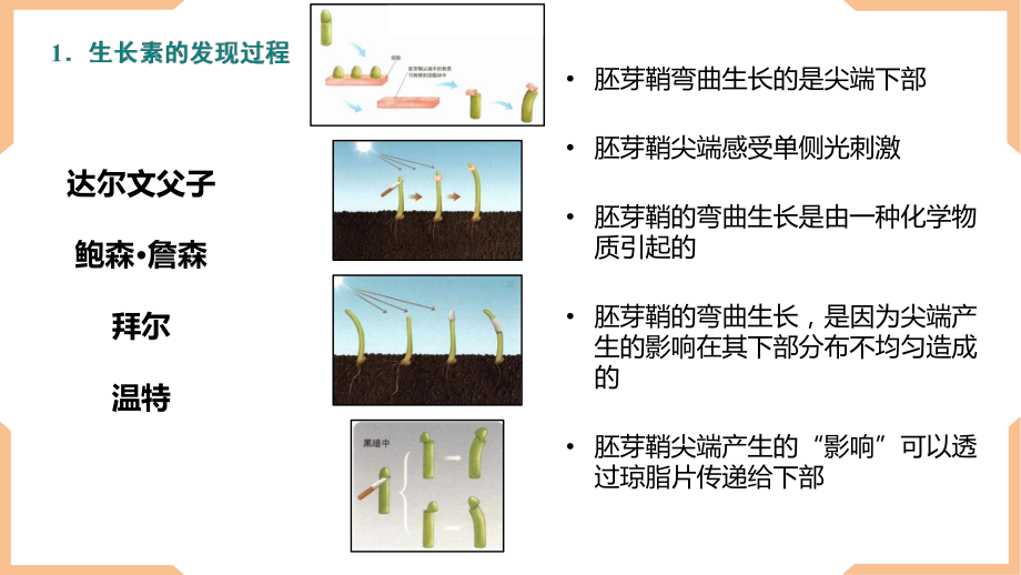 一轮复习：植物生命活动的调节ppt课件-2023新人教版(2019）《高中生物》选择性必修第一册.pptx_第3页