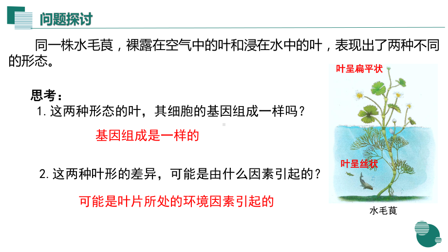 4.2基因表达与生物性状的关系(同名第1课时）ppt课件-2023新人教版(2019）《高中生物》必修第二册.pptx_第3页