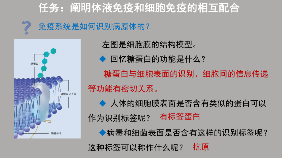 一轮复习ppt课件：微专题2 特异性免疫 (同名1)-2023新人教版(2019）《高中生物》选择性必修第一册.pptx_第3页