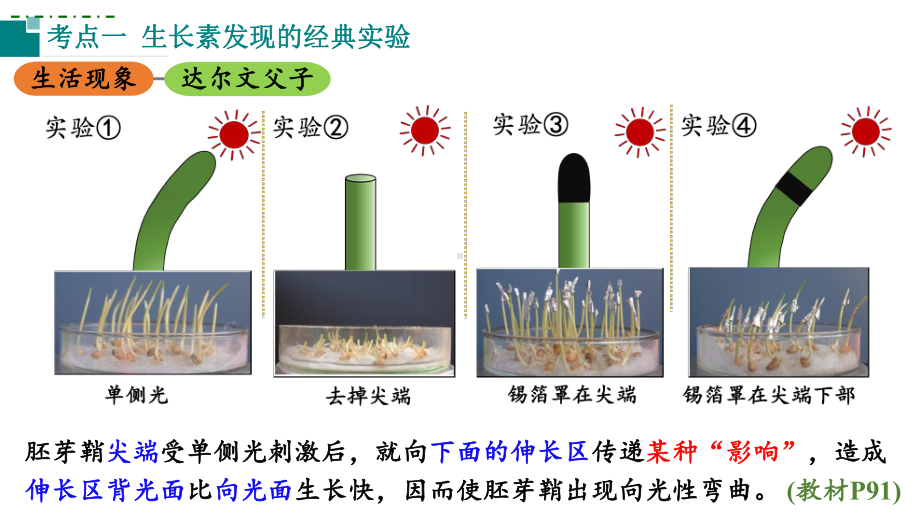 一轮复习：植物生命活动调节ppt课件-2023新人教版(2019）《高中生物》选择性必修第一册.pptx_第3页