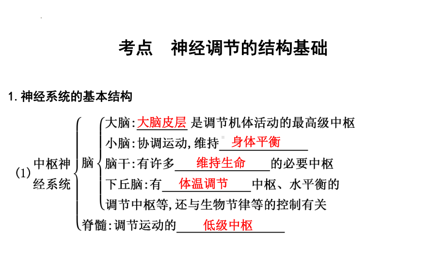 一轮复习ppt课件：神经调节-2023新人教版(2019）《高中生物》选择性必修第一册.pptx_第2页