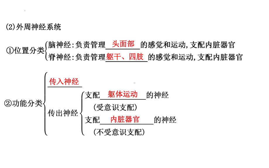 一轮复习ppt课件：神经调节-2023新人教版(2019）《高中生物》选择性必修第一册.pptx_第3页