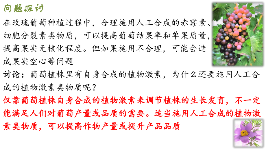 5.3 植物生长调节剂的应用ppt课件(同名1)-2023新人教版(2019）《高中生物》选择性必修第一册.pptx_第2页