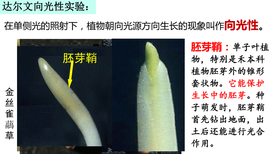 一轮复习：植物生长素ppt课件-2023新人教版(2019）《高中生物》选择性必修第一册.pptx_第3页