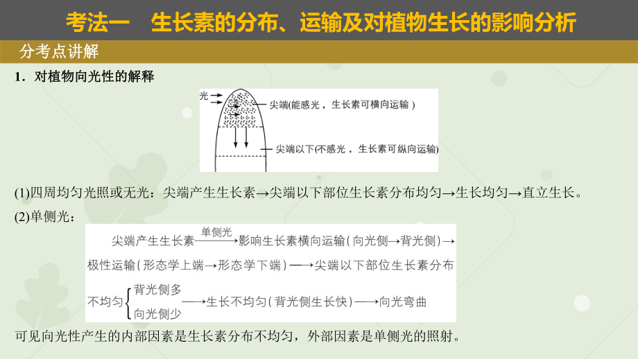 一轮复习ppt课件：生长素的发现及应用 (同名1)-2023新人教版(2019）《高中生物》选择性必修第一册.pptx_第3页