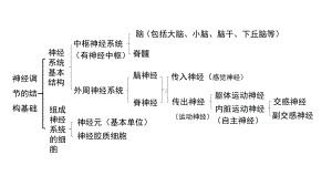 第2章 神经调节 复习ppt课件 -2023新人教版(2019）《高中生物》选择性必修第一册.pptx