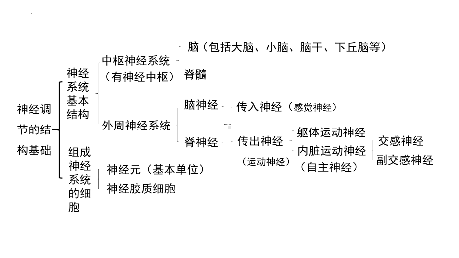 第2章 神经调节 复习ppt课件 -2023新人教版(2019）《高中生物》选择性必修第一册.pptx_第1页