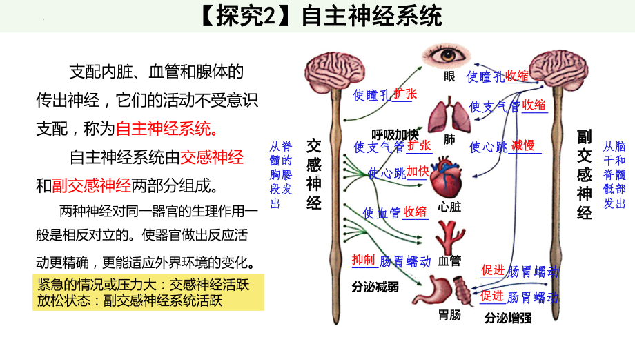 第2章 神经调节 复习ppt课件 -2023新人教版(2019）《高中生物》选择性必修第一册.pptx_第2页