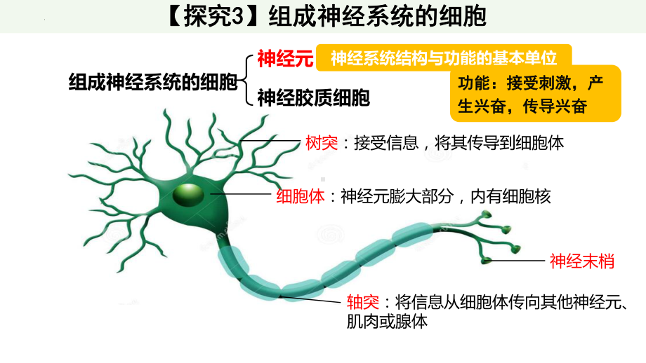 第2章 神经调节 复习ppt课件 -2023新人教版(2019）《高中生物》选择性必修第一册.pptx_第3页