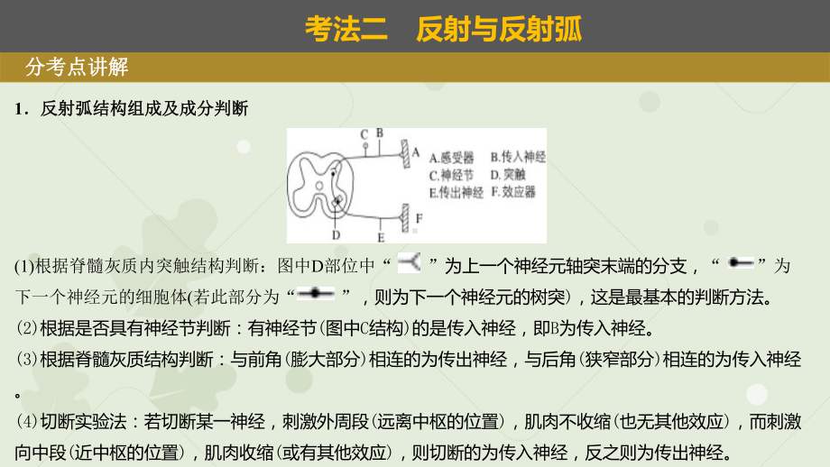 一轮复习ppt课件：神经调节 (同名1)-2023新人教版(2019）《高中生物》选择性必修第一册.pptx_第3页