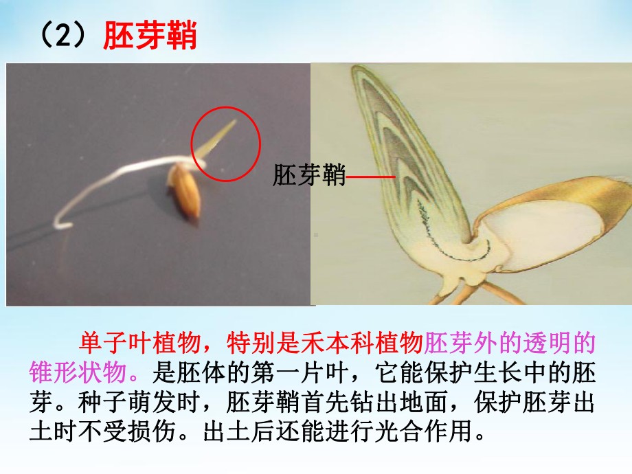 5.1植物生长素ppt课件2(同名4)-2023新人教版(2019）《高中生物》选择性必修第一册.pptx_第3页