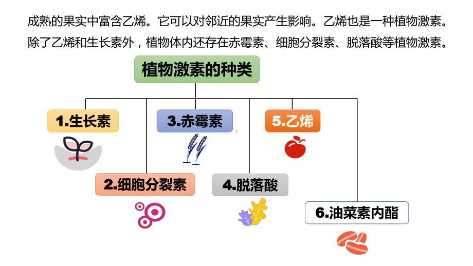 5.2其他植物激素ppt课件(同名20)-2023新人教版(2019）《高中生物》选择性必修第一册.pptx_第3页