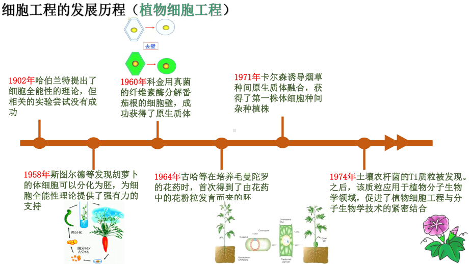 2.1.1植物细胞工程的基本技术ppt课件-2023新人教版(2019）《高中生物》选择性必修第三册.pptx_第3页