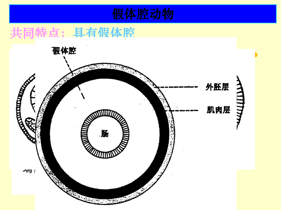 冀教版七年级生物上册第四章第三节线形动物和环节动物课件4.ppt_第3页