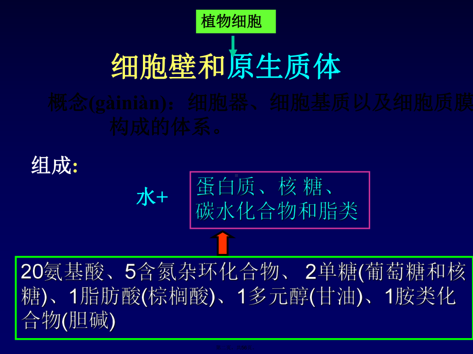 12第一章植物细胞11课件.ppt_第2页