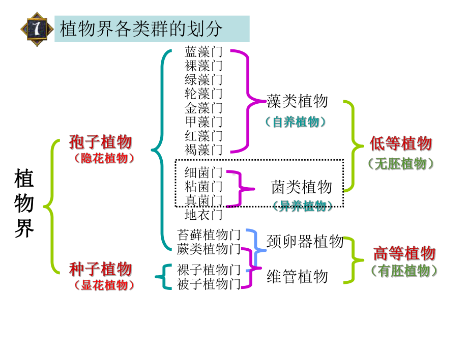 01植物类群划分-分布-孢子植物课件.ppt_第3页