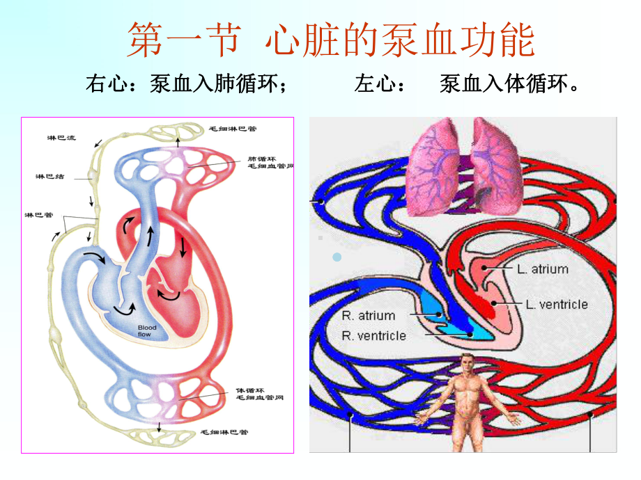 6心脏泵血功能1课件.ppt_第3页