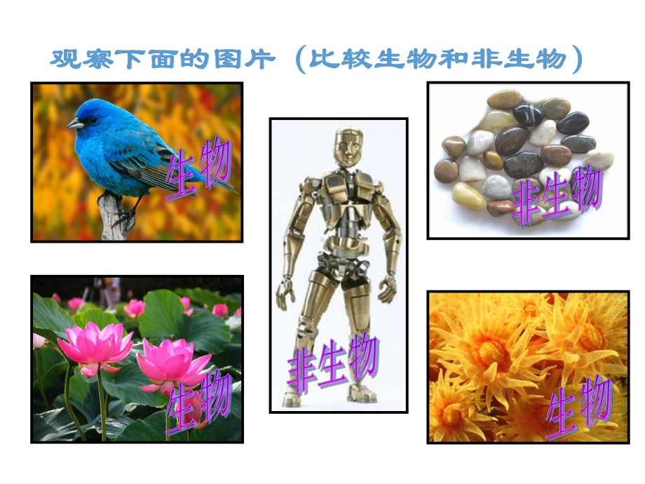 人教版七年级生物第一节生物的特征课件.ppt_第2页