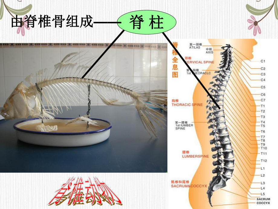 人教八级生物第五单元复习专选课件.ppt_第3页