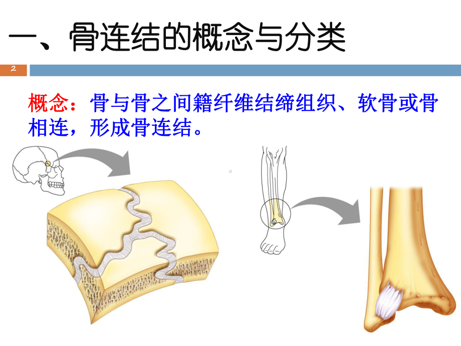 04-骨连结总论(一)-《运动解剖学》课件.ppt_第2页