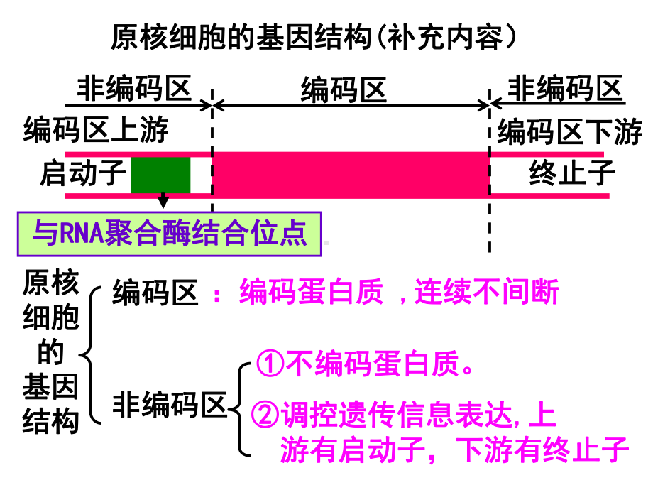 《基因工程的基本操作程序》课件.ppt_第1页