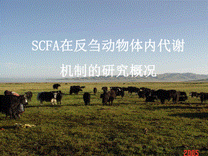 SCFA在反刍动物体内代谢课件.ppt