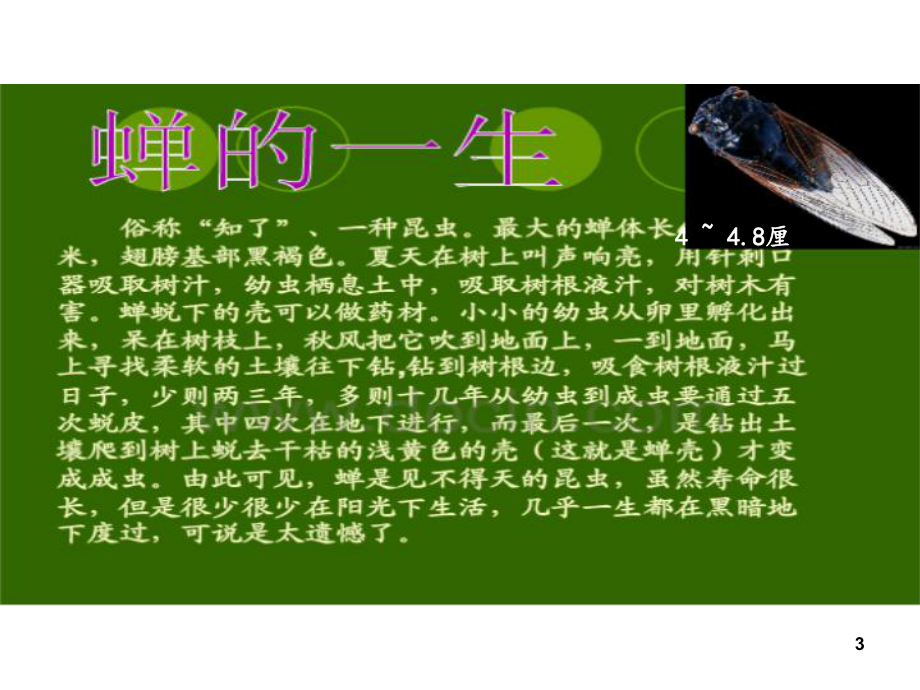 7《金蝉脱壳》课件.ppt_第3页