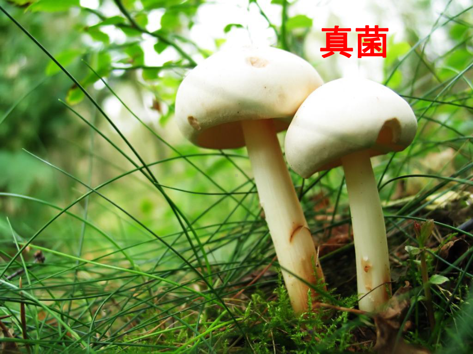 华东师大版科学七年级上册-《生物的基本特征》课件.ppt_第3页