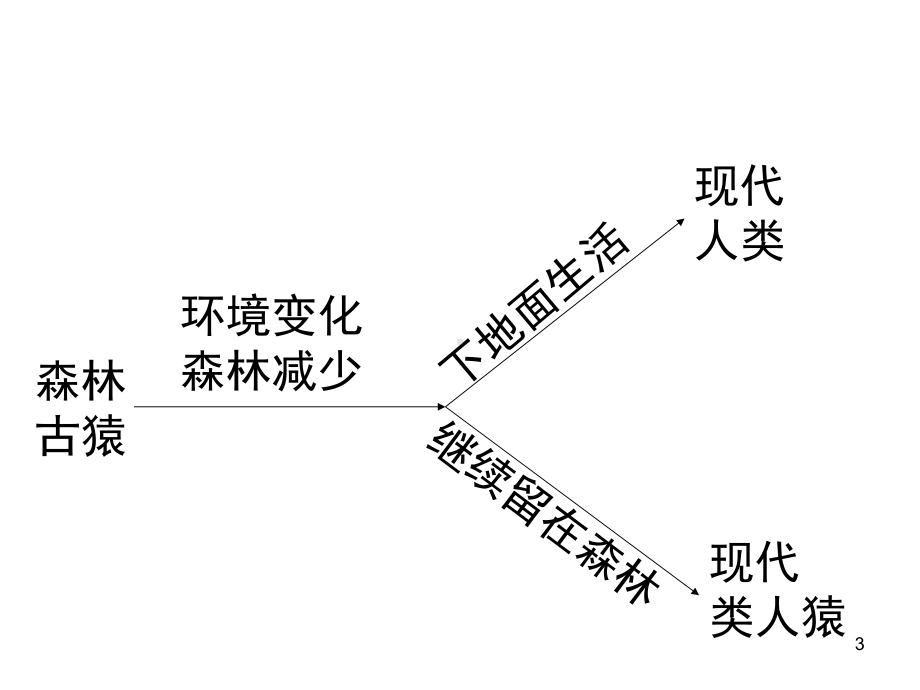 人教版七年级下册生物总复习课件(同名7).ppt_第3页