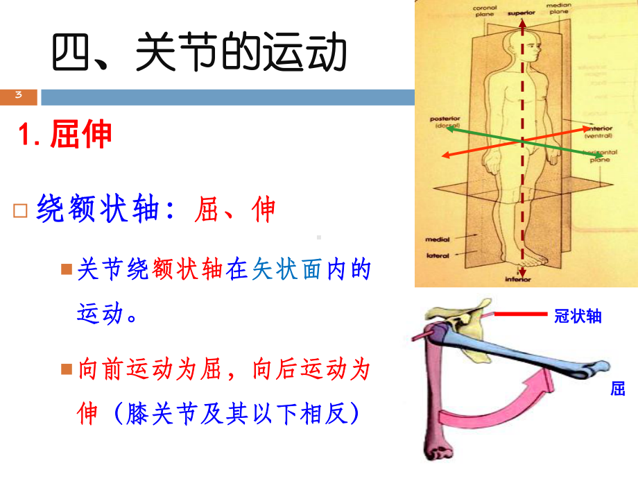 05-骨连结总论(二)-《运动解剖学》课件.ppt_第3页