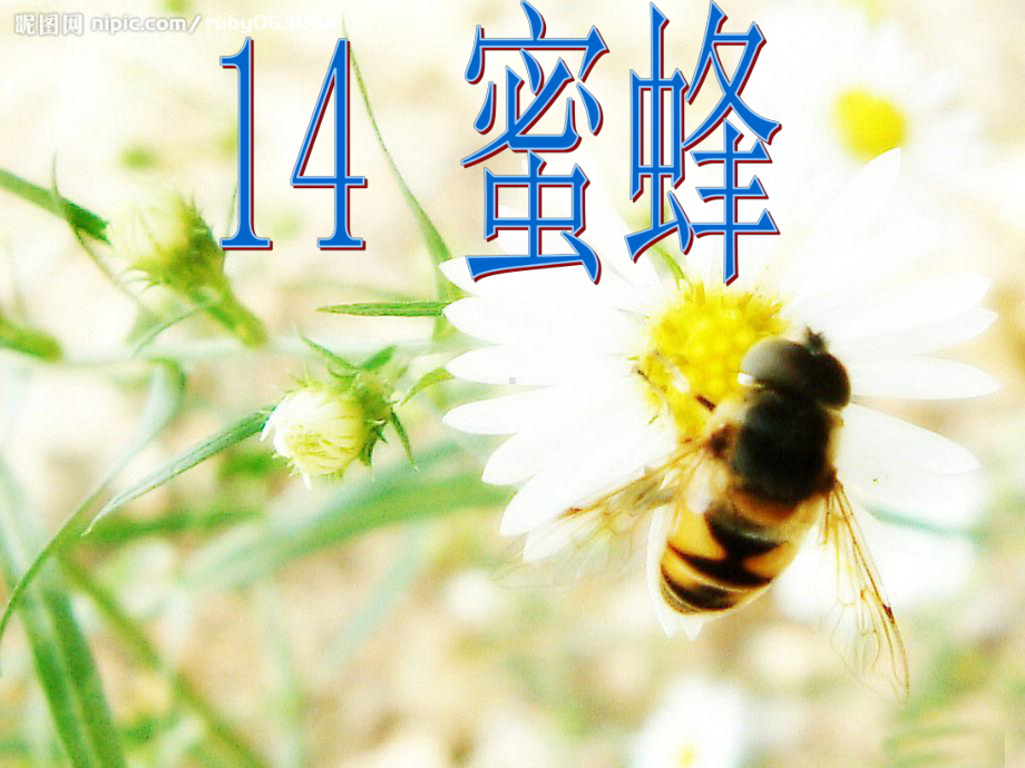 14《蜜蜂》曦的公开课课件.ppt_第2页