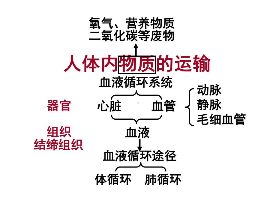 《人体内的物质运输》复习课课件.ppt_第3页