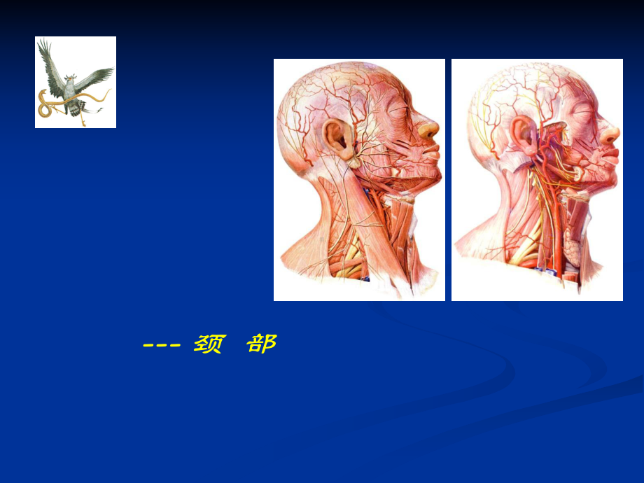 08颈前区上课用课件.pptx_第1页
