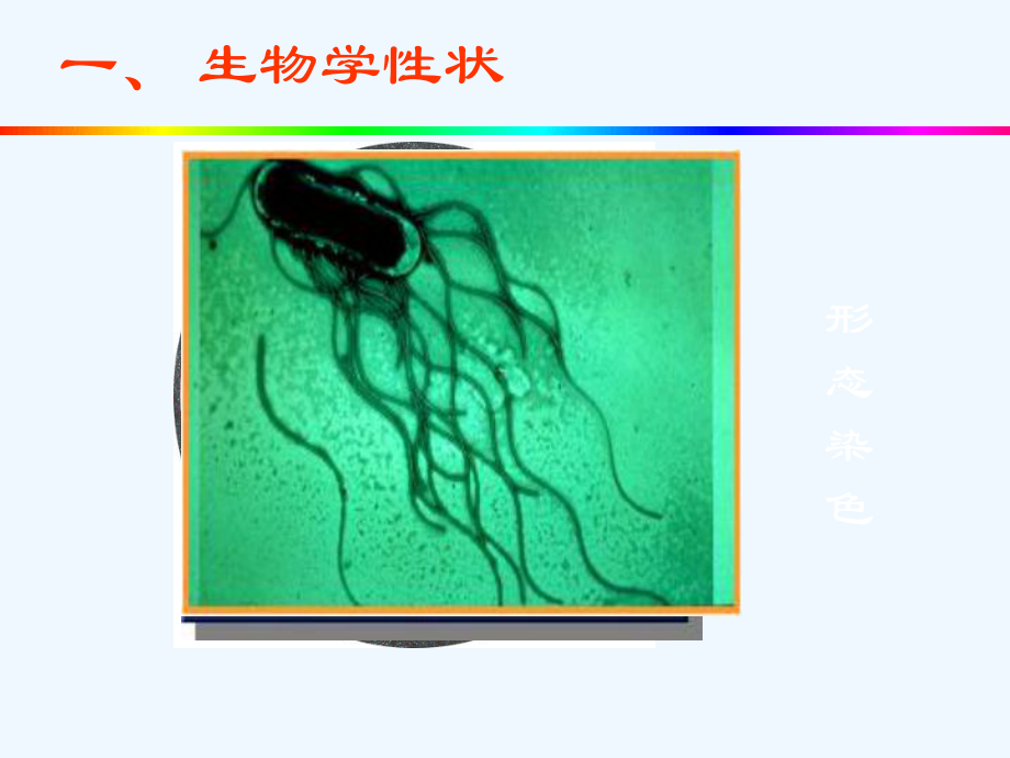 微生物学沙门菌弧菌课件.ppt_第2页