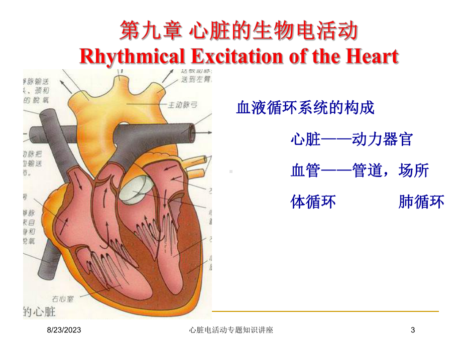 心脏电活动专题知识讲座培训课件.ppt_第3页